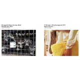 pages 10 et 11 du dossier, zoom sur une ferme-usine de chiens viverrins en Pologne en juin 2014, zoom sur la fausse fourrure dans la collection P/E 2015 de Shrimps