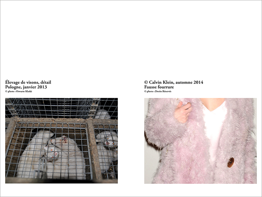pages 12 et 13 du dossier, zoom sur une ferme-usine de visons en Pologne en janvier 2013, zoom sur un manteau en fausse fourrure dans la collection A/H 2014 de Calvin Klein
