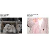 pages 12 et 13 du dossier, zoom sur une ferme-usine de visons en Pologne en janvier 2013, zoom sur un manteau en fausse fourrure dans la collection A/H 2014 de Calvin Klein